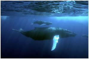 Ballena