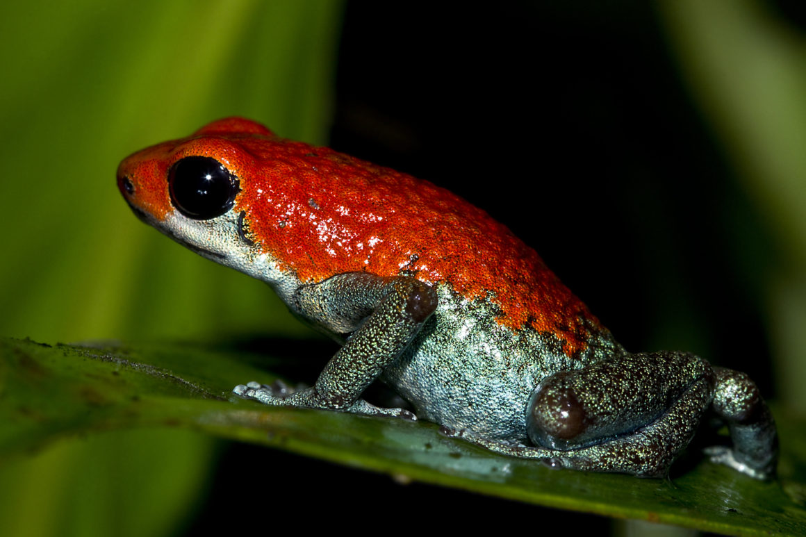 Poison Dart Frog Tour and Rainforest Hike