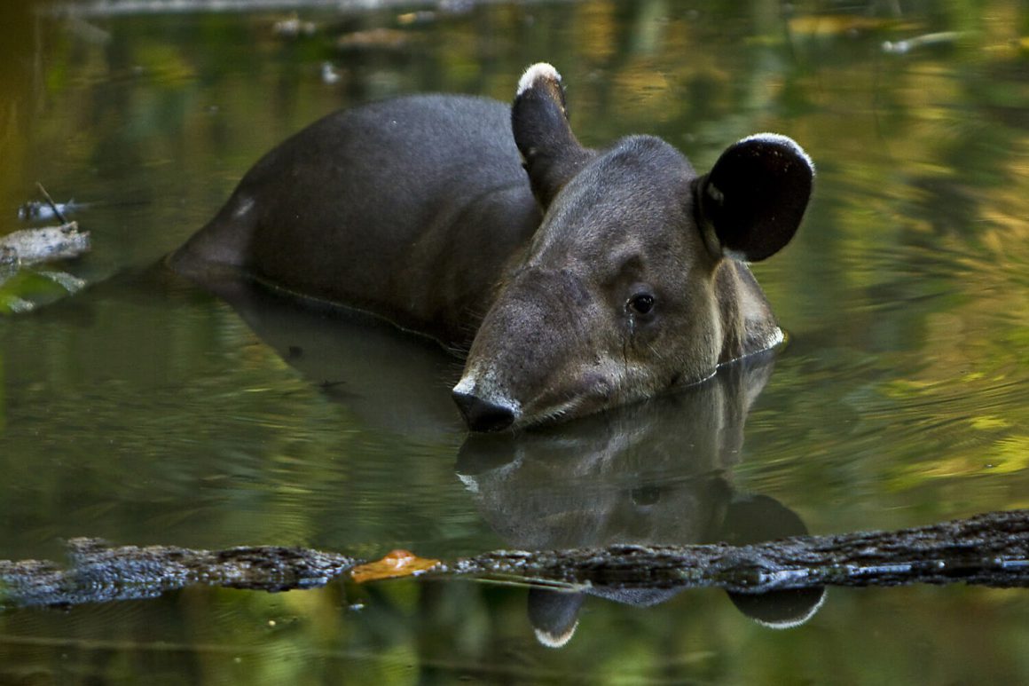 Corcovado National Park/Sirena Station Day Tour $120 + IVA