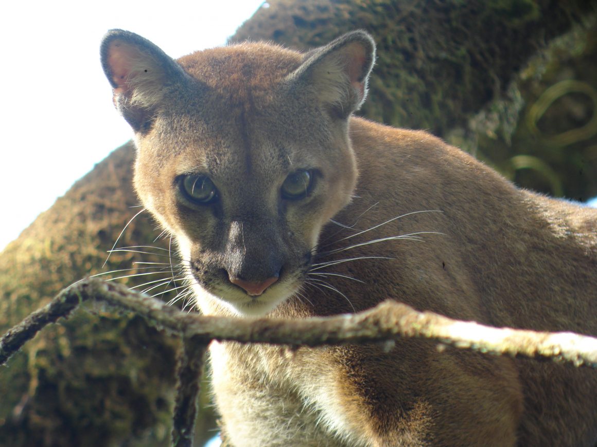 puma cebu