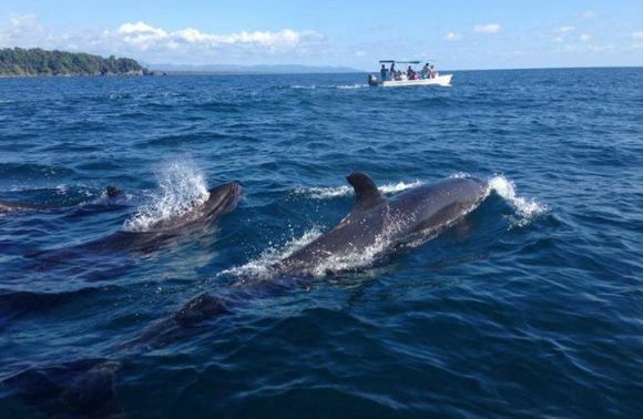 Tour de Observación de  delfines y ballenas