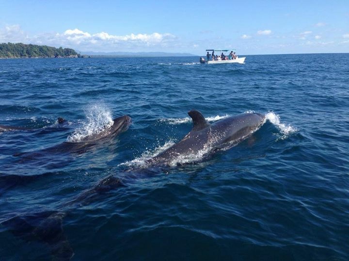 Tour de Observación de  delfines y ballenas